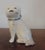 19th Century Chinese Blanc de Chine Porcelain Model of a Standing Dog For Sale - Image 9 of 11