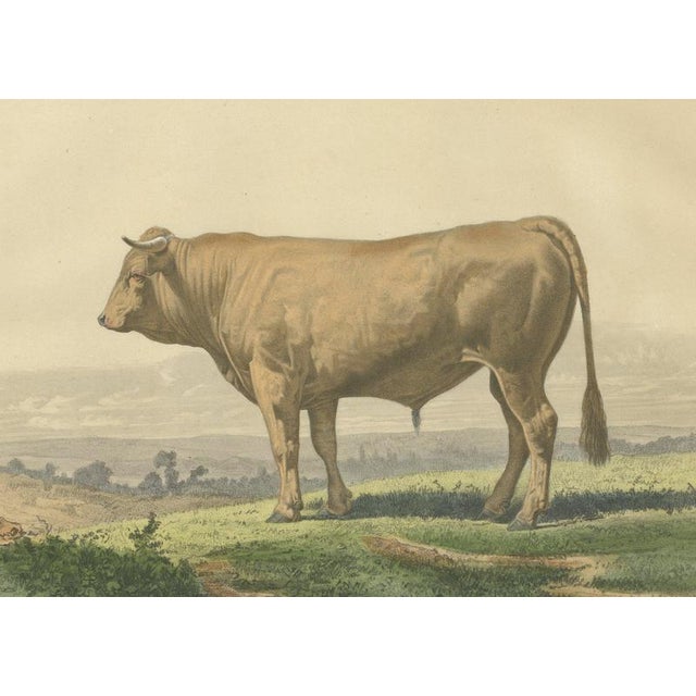 19th Century French Artist, Comtois Bull, 1873, Paper For Sale - Image 5 of 12