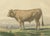 19th Century French Artist, Comtois Bull, 1873, Paper For Sale - Image 5 of 12