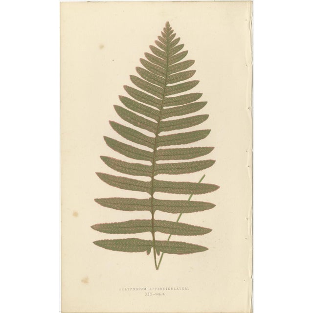 Fern Collection with English Species Names, 1856, Lithograph, Set of 10 For Sale - Image 3 of 14