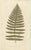 Fern Collection with English Species Names, 1856, Lithograph, Set of 10 For Sale - Image 3 of 14