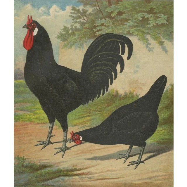 Late 19th Century Christian Förster, The Distinctive La Flèche Chicken, 1888, Lithograph, Print For Sale - Image 5 of 10