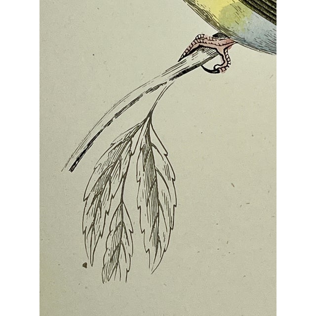 Cream Antique Hand Tinted Bird Print From England Featuring a Brown & Yellow Melodious Willow Warbler - Circa 1888 For Sale - Image 8 of 11