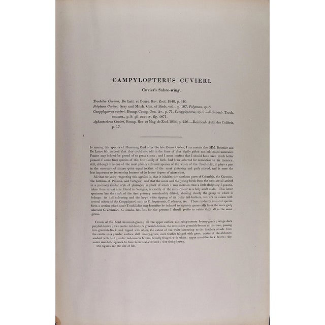 Mid 19th Century Cuvier's Sabre-Wing Hummingbirds: A 19th C. Hand-Colored Lithograph by John Gould and Henry Constantine Richter, 1849-1861 For Sale - Image 5 of 5