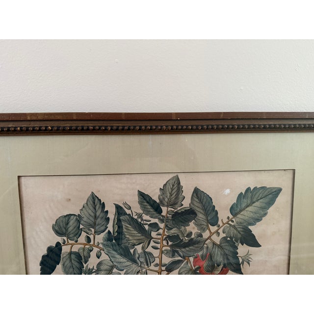Antique Hand-Colored Engraving — Tomato & Melon Botanical Print After Basilius Besler, Framed For Sale - Image 13 of 18