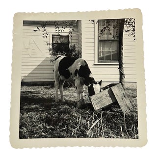 Vintage Black and White Cow Photo For Sale