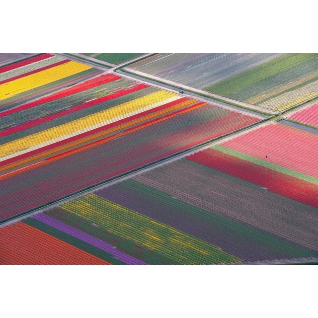 Atlantide Phototravel, Tulip Fields Between Sassenheim and Lisse, Photographic Paper, in Flawless conditions. Designed...
