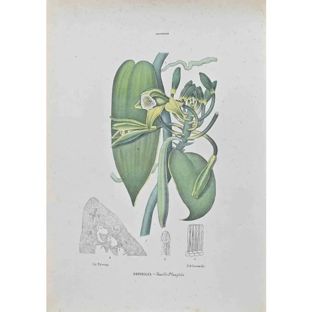 Lithograph hand watercolored. Belongs to the Series "Atlante di Botanica popolare ossia Illustrazione di Piante Notevoli...