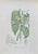 Lithograph hand watercolored. Belongs to the Series "Atlante di Botanica popolare ossia Illustrazione di Piante Notevoli...
