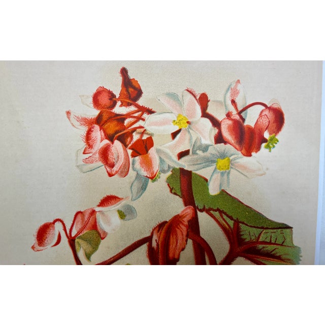 Antique Botanical Print From England Showcasing a Red and White Elephant’s Ear Begonia Flower With Dark Green Foliage - Circa 1892 For Sale - Image 4 of 12