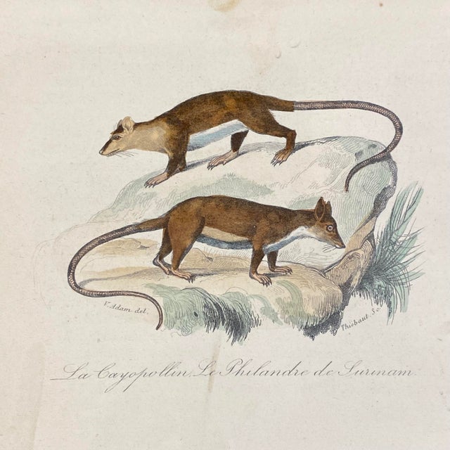French French Antique 18th Century "Le Cayopollin" Animal Engraving Hand Colored Signed Artwork For Sale - Image 3 of 11