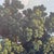 Italian Artist, Bucolic Landscapes, 1800s, Watercolor on Cardboard, Set of 2 For Sale - Image 9 of 14