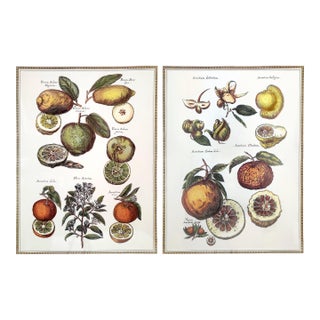 Framed Prints Citrus Botanical For Sale