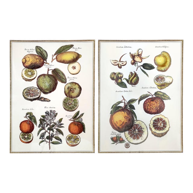 Prints Botanical Pair Framed For Sale
