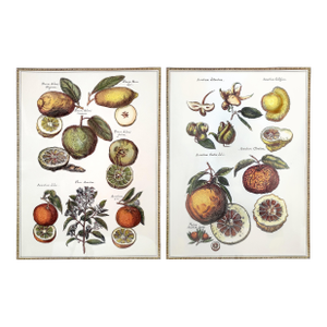 Prints Botanical Pair Framed