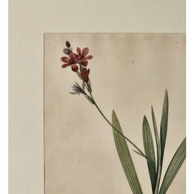 French Botanical Illustration, 19th Century For Sale - Image 4 of 4