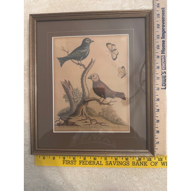Original George Edwards Bird Print, Malacca Gros-Beack & Jacarini of Marggrave; Cooper Plate, Etching and Engraving, Hand Colored For Sale - Image 6 of 12