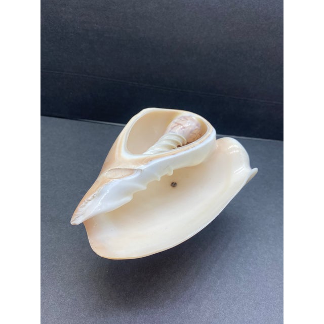 Lovely, lovely, lovely. This circa 1920s noble volute seashell pedestal bowl is a beautiful example of nature’s artistry...