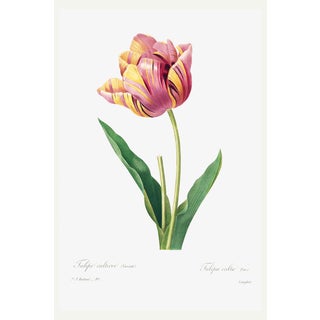 Tulip by Pierre-Joseph Redouté, Vintage Botanical Art Print, 40" X 60" For Sale