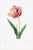 Tulip by Pierre-Joseph Redouté, Vintage Botanical Art Print, 40" X 60" For Sale
