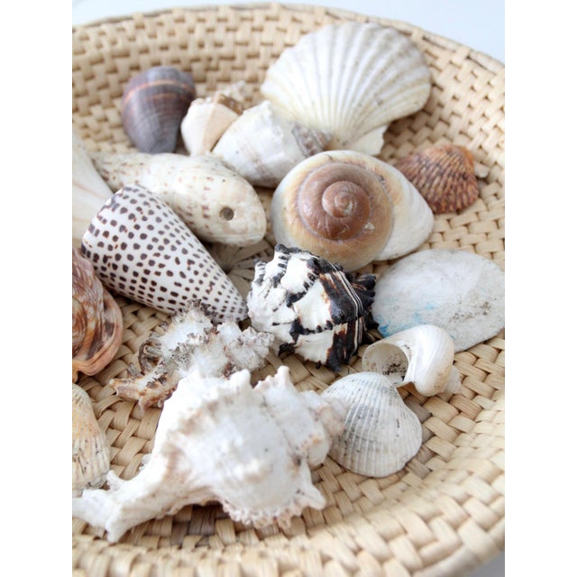 Shell Vintage Collected Seashell Collection For Sale - Image 7 of 17