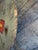 Antique Spanish Capers Barrel Top Sign For Sale - Image 4 of 14