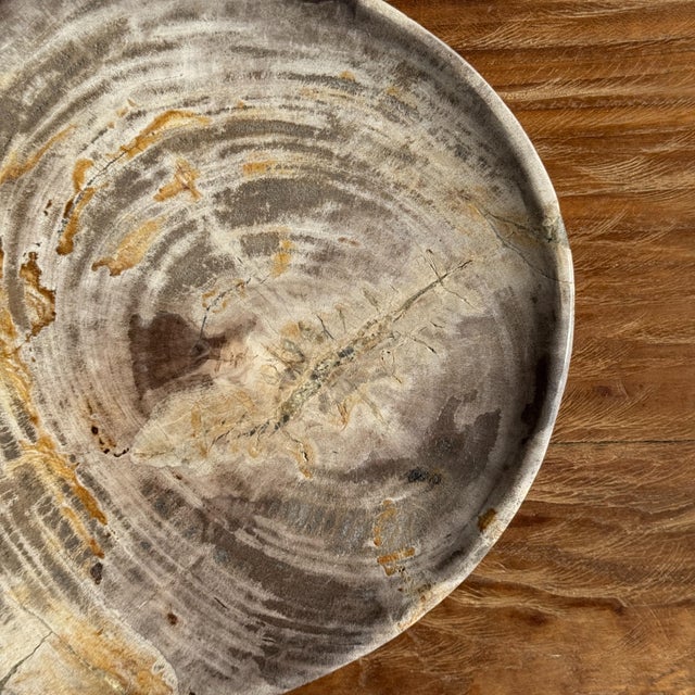 Petrified Wood Trinket Tray, 1980s For Sale - Image 6 of 11