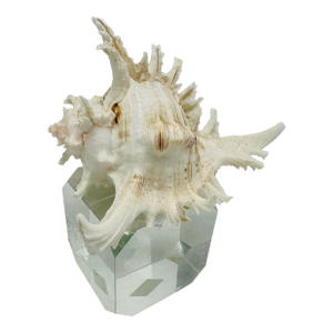 Shell Sculpture on Crystal Base