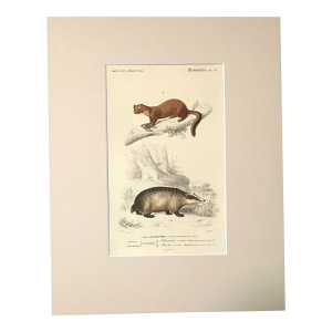 Original Antique D'Orbigny Hand-Colored Engraving, Badger & Marten, in 11x14 Mat