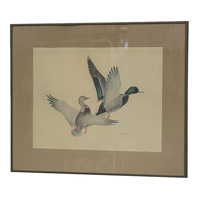 Vintage Framed Waterfowl Bird Print of Flying Ducks, Wildlife Wall Art For Sale