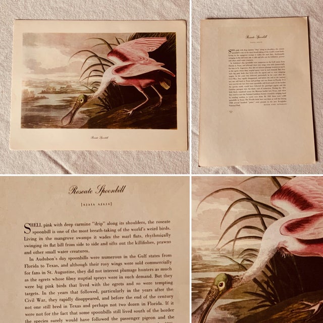 Paper 1950s Audubon Birds of America — Complete Portfolio of 50 Color Prints With Roger Tory Peterson Commentaries, Macmillan For Sale - Image 7 of 14