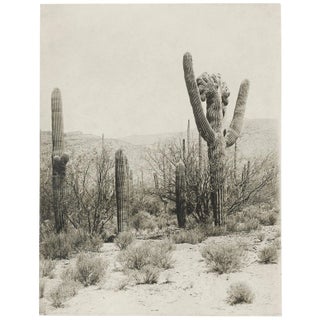 Reproduction Vintage Cactus Photo #2 - 1900s Tucson - Vintage Desert Print For Sale