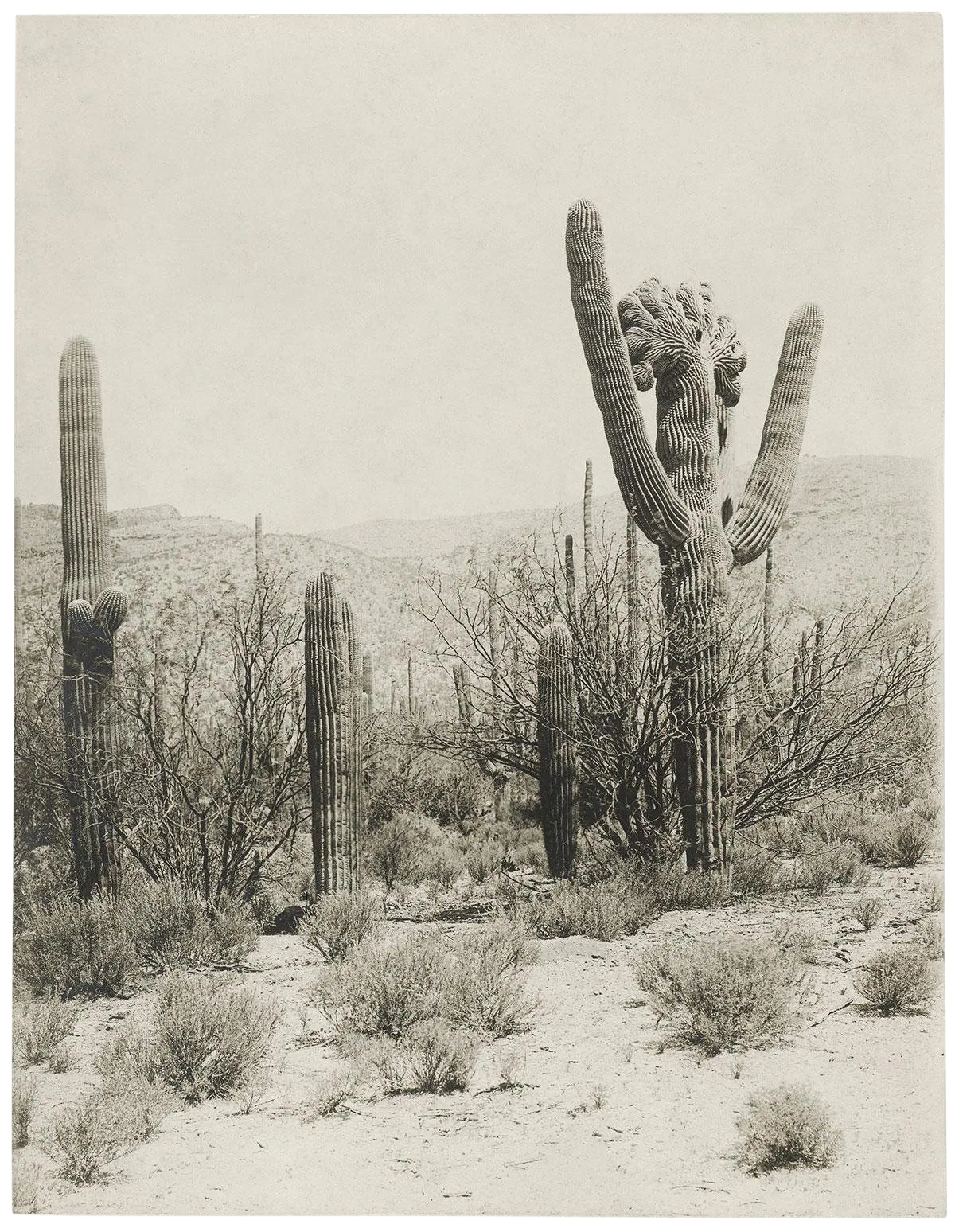 Reproduction Vintage Cactus Photo #2 - 1900s Tuscon - Vintage Desert Print