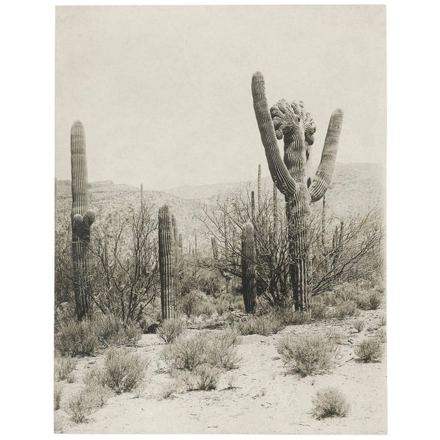 Reproduction Vintage Cactus Photo #2 - 1900s Tuscon - Vintage Desert Print For Sale