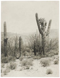 Example of New & Custom Americana