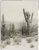 Reproduction Vintage Cactus Photo #2 - 1900s Tuscon - Vintage Desert Print For Sale