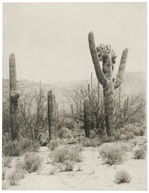 Reproduction Vintage Cactus Photo #2 - 1900s Tuscon - Vintage Desert Print