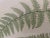 Early 20th Century Henry Bradbury Fern Print For Sale In Los Angeles - Image 6 of 11