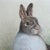 1970’s Original Rabbits in Field Colored Pencil Drawing For Sale In Philadelphia - Image 6 of 7