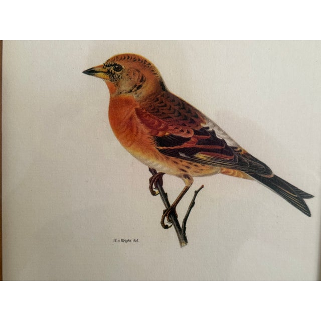 2010s Ethan Allen Antique Bird Print: Fringilla For Sale - Image 5 of 7