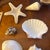 1980s Curated Coastal Marine Specimen & Sea Shell Collection For Sale - Image 5 of 12