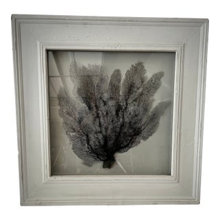 Framed Natural Black Sea Fan For Sale