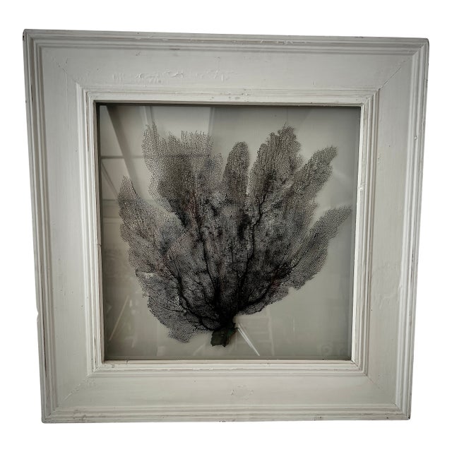 Framed Natural Black Sea Fan For Sale