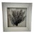 Framed Natural Black Sea Fan For Sale