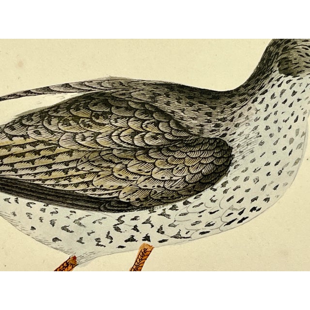 Late 19th Century Antique Bird Print From England Showcasing a Red Shank - Circa 1880 For Sale - Image 5 of 11