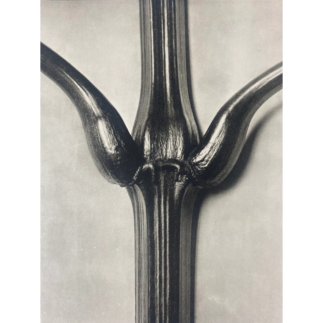 Exquisite Botanical photogravure from famed Urformen Der Kunst portfolio by Blossfeldt . Karl Blossfeldt (1865 - 1932) was...