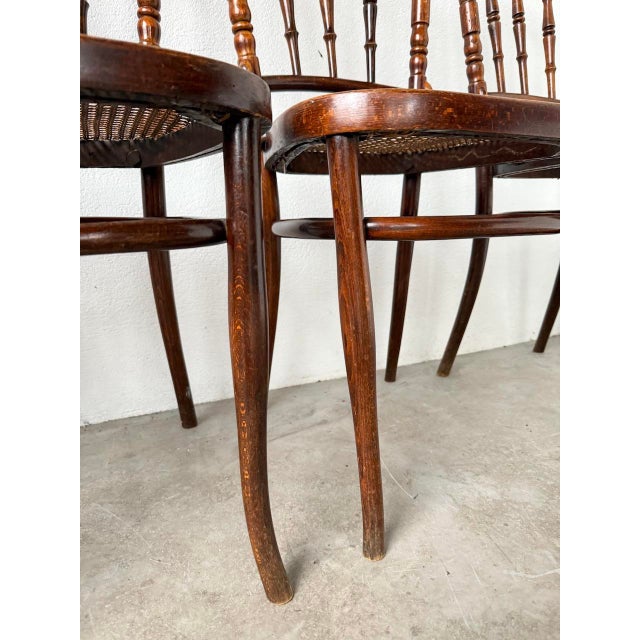 Cane Bistro Chairs from Fischel, 1950s, Set of 4 For Sale - Image 13 of 18