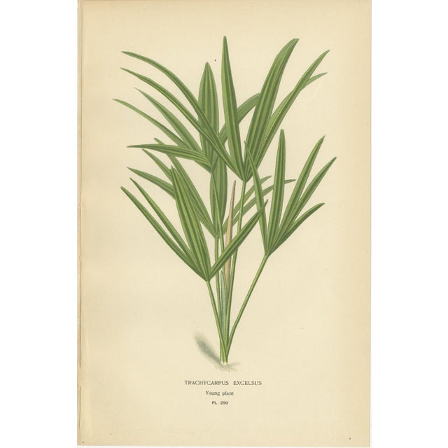 Curly Palm and Spiny Date Palm and Trachycarpus, 1897, Set of 3 For Sale - Image 4 of 10