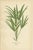 Curly Palm and Spiny Date Palm and Trachycarpus, 1897, Set of 3 For Sale - Image 4 of 10