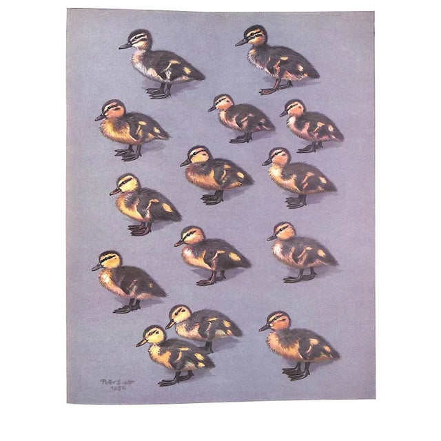 "The Waterfowl of the World: Volumes One & Two" 1956 Delacour, Jean For Sale - Image 12 of 17